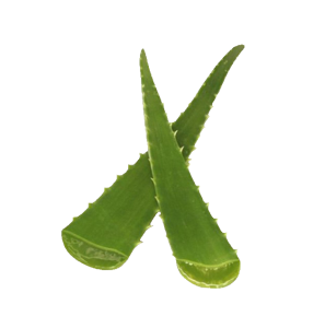 aloe